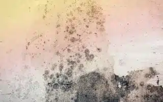 Spotting Hidden Damage_ How to Detect Moisture _ Mold Early in Stucco Exteriors